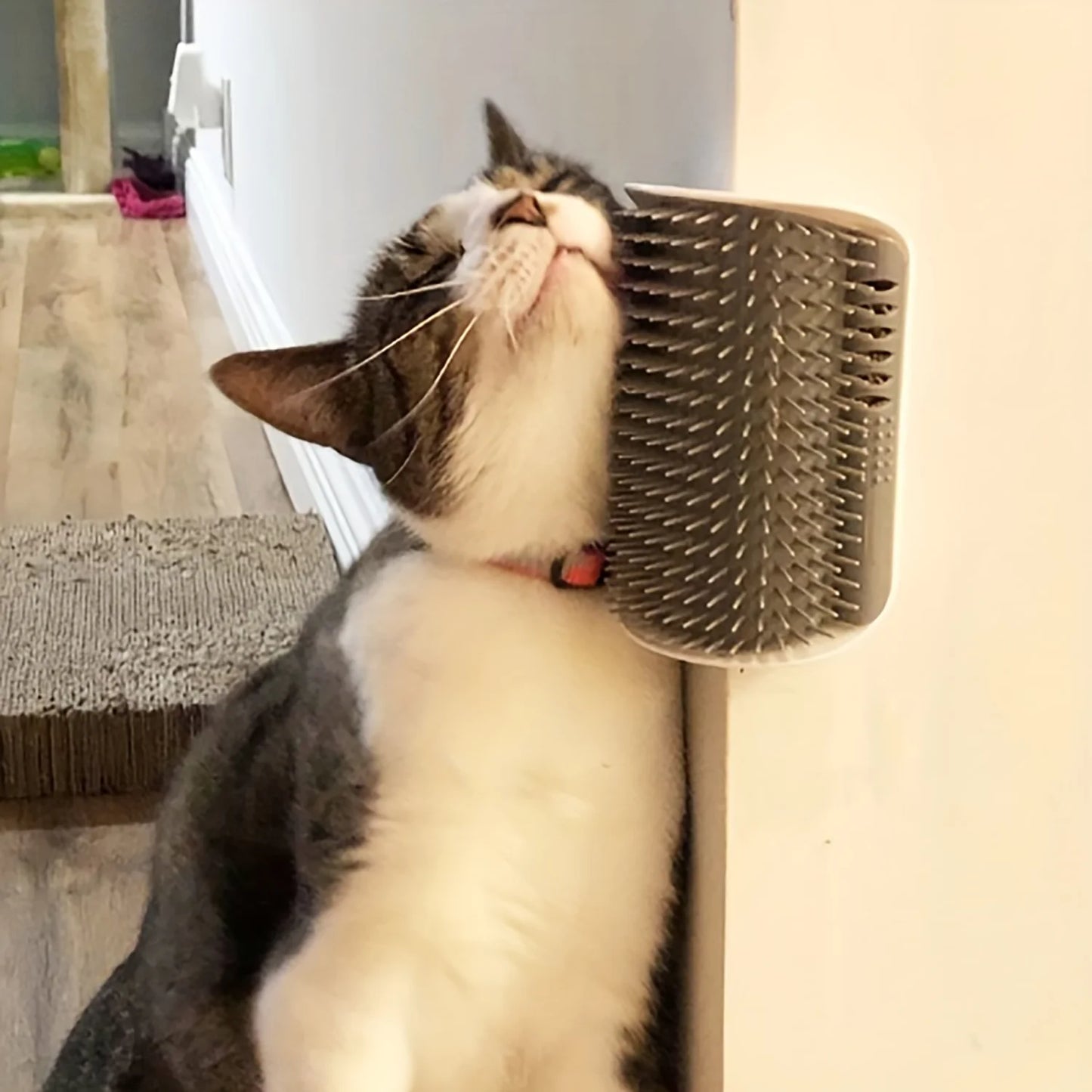 Cat Self Groomer with Massage Comb Brush